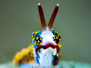 This is a photo of a nudibranch, Trinchisea Yamasui. Take... by Glenn Ian Villanueva 
